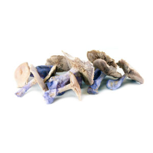 Cogumelo Pé Azul Covete 300gr