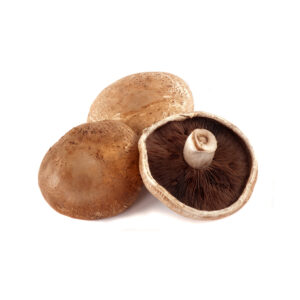 Cogumelo Portobello Origem Espanha