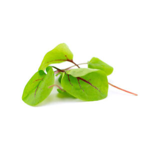 Microleaves Vein Sorel