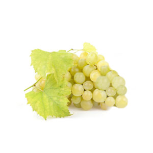 Uva Dominga Origem Espanha