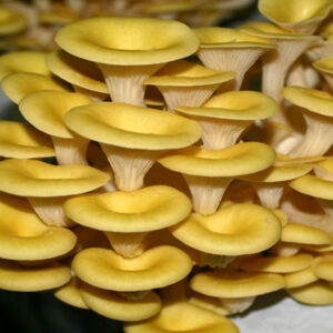 Cogumelo Pleurothus Amarelo